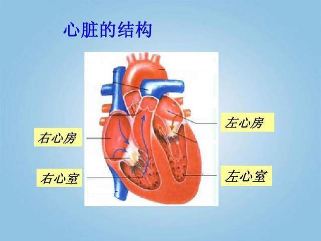 心脏有4个腔:左心室,右心室,左心房,右心房