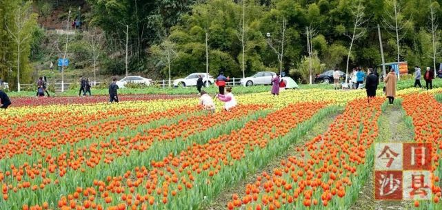 三明這處花海正當時,快去打卡