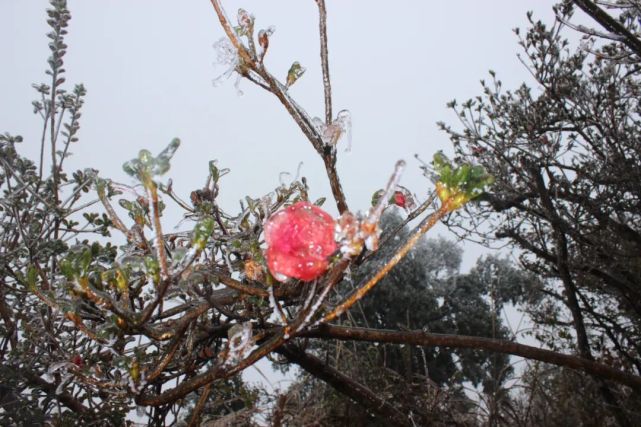 白竺青草湖雪景图片