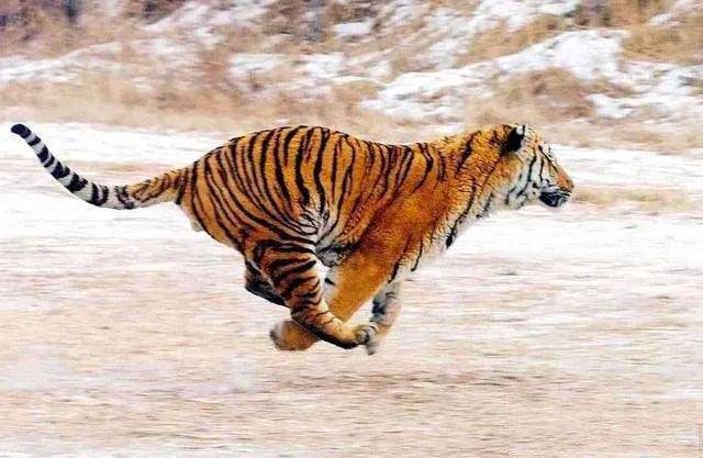 奔跑的老虎 正面图片