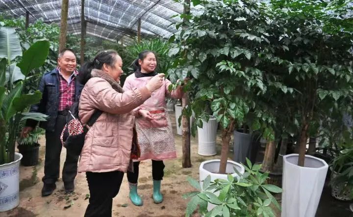 致富经花卉种植(致富经花卉种植视频)