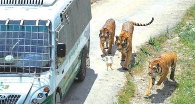 北京八達嶺野生動物園趙菁方面認為,在事發地點並沒有告示牌,救援手段