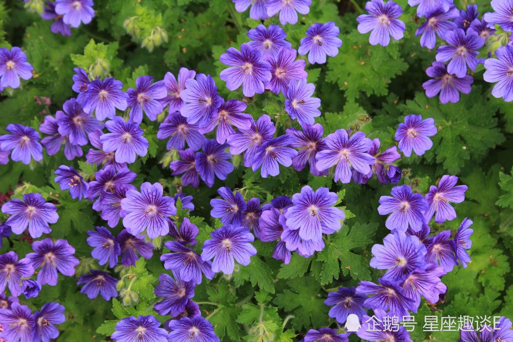 2月7日 13日爱情运势 不期而遇 为爱倾心的四大星座 腾讯新闻