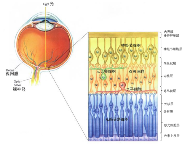视网膜10层结构图片