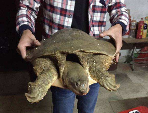 辽宁钓友钓到王八精想吃却吓哭丈母娘得知真相后全家都慌了