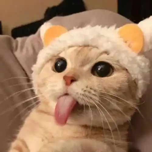 可爱的猫咪头像_腾讯新闻