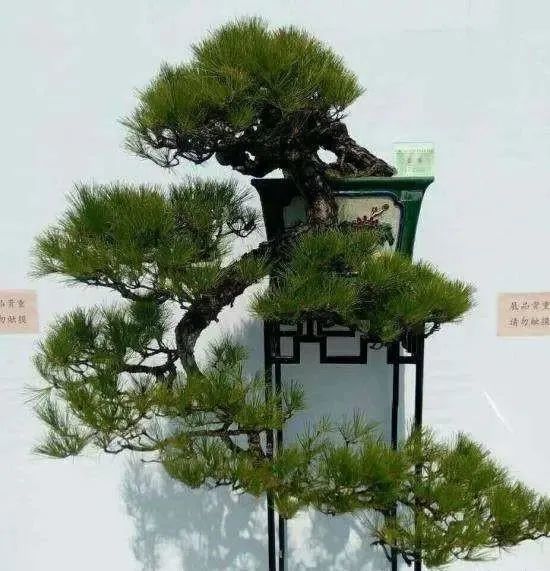 松树盆景(松树盆景什么品种最好)