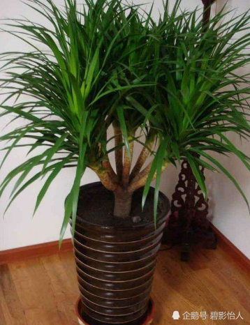 龙血树风水树,也是吉祥树,掌握它生活习性,就能养得长势喜人