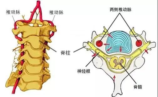 脊柱动脉、神经分布图图片