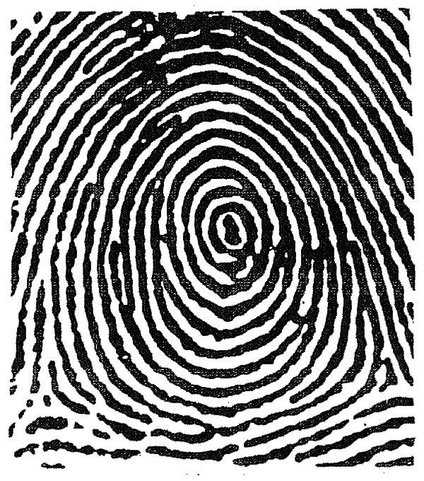 上的摩擦脊指纹形状也是独特的,一般由三种不同类型的图案组成--环形