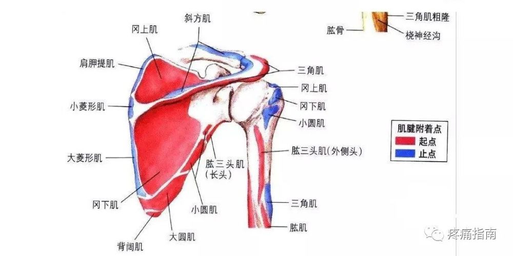 肩關節骨骼結構肩胛胸壁間關節喙鎖關節胸鎖關節肩鎖關節盂肱關節(屬