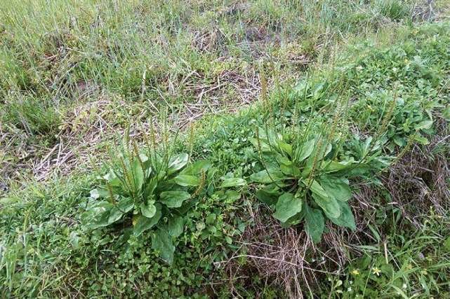 葉子像豬耳朵春天路邊到處長老人常摘來泡茶做野菜也很美味