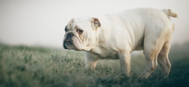 挪威发布繁殖禁令 禁止繁殖英国斗牛犬和骑士查理王猎犬 骑士 查理王猎犬俱乐部 英国斗牛犬 法国斗牛犬