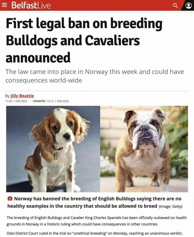 挪威发布繁殖禁令 禁止繁殖英国斗牛犬和骑士查理王猎犬 骑士 查理王猎犬俱乐部 英国斗牛犬 法国斗牛犬