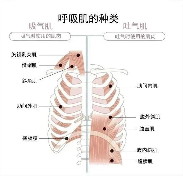 老年人日常呼吸能力锻炼,增强呼吸肌,减少误吸呛咳!