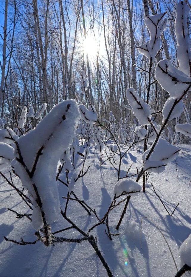 阿爾山冬天最低溫度接近零下40度,冬季平均溫度-26℃- -13.