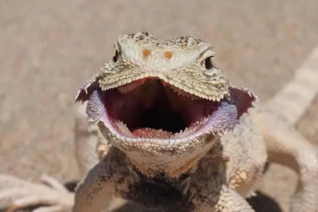 两扇大耳大耳沙蜥国宝知多少