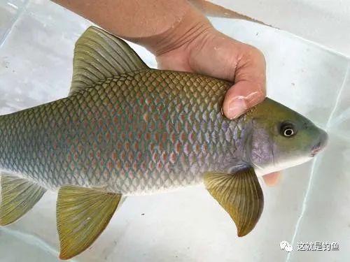 鳞片散发着金属光泽的鱼——华鲮