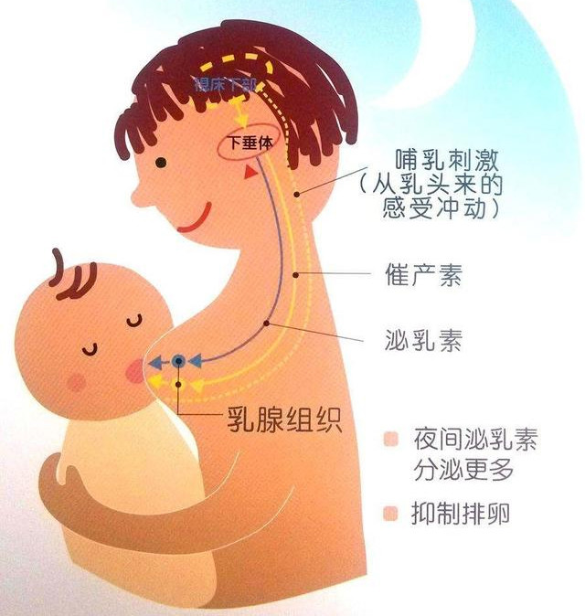 哺乳期乳腺管分布图图片