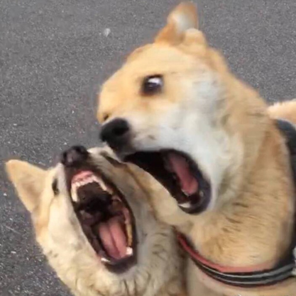 沙雕情头真正的爱什么时候才会出现