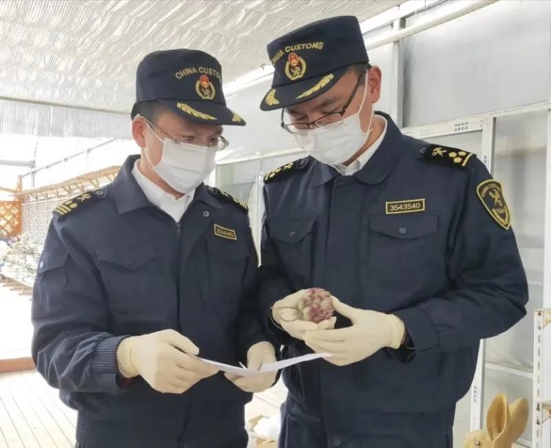 动植物检疫乡亲们的心头肉多肉植物出口指引