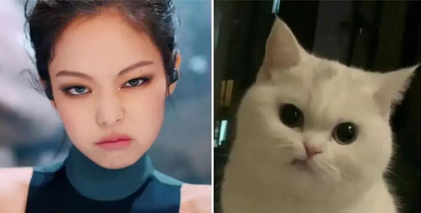 首先,像 jennie 一样的猫系长相通常脸型是偏方圆的,尤其下庭比较短