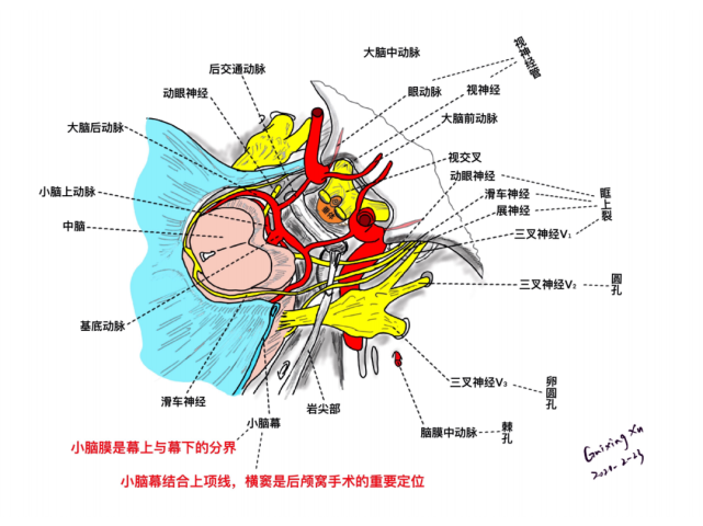 鞍區的精細解剖,鼻腔骨性結構,蝶鞍-垂體窩,蝶骨,willis 環,海綿竇