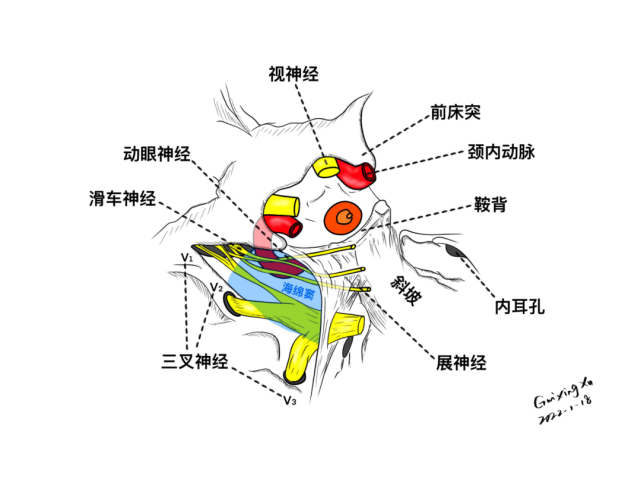 鞍區的精細解剖,鼻腔骨性結構,蝶鞍-垂體窩,蝶骨,willis 環,海綿竇