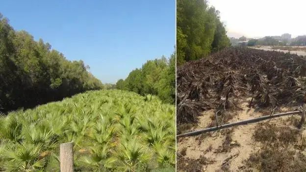 植樹項目至關重要,在乾旱地區植樹時考慮樹的間距和考慮對當地人的好