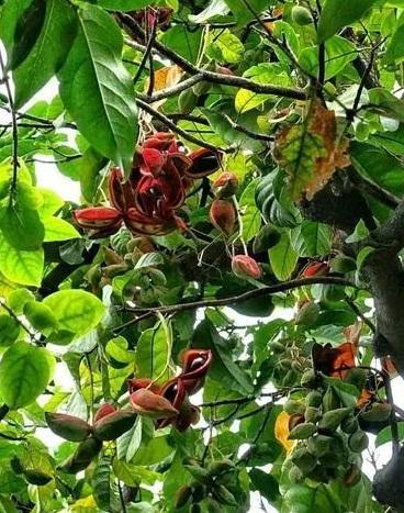 粤语音频乡音征文人间美好树上的凤眼一定都看得见