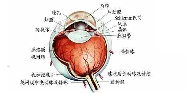 20张精选眼科基础解剖图,值得收藏