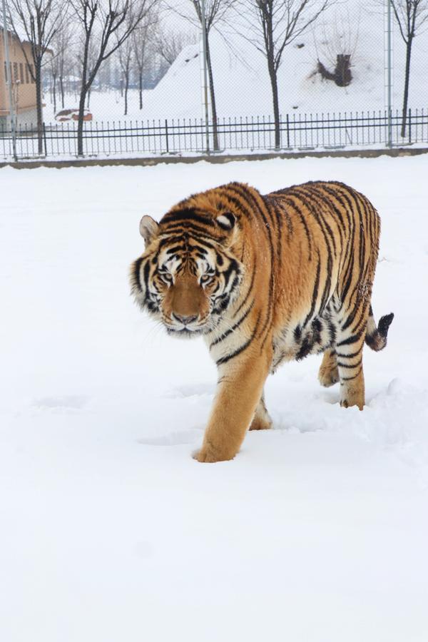 河南一村庄里"藏"着近50头猛虎,有人家中世代与虎相伴