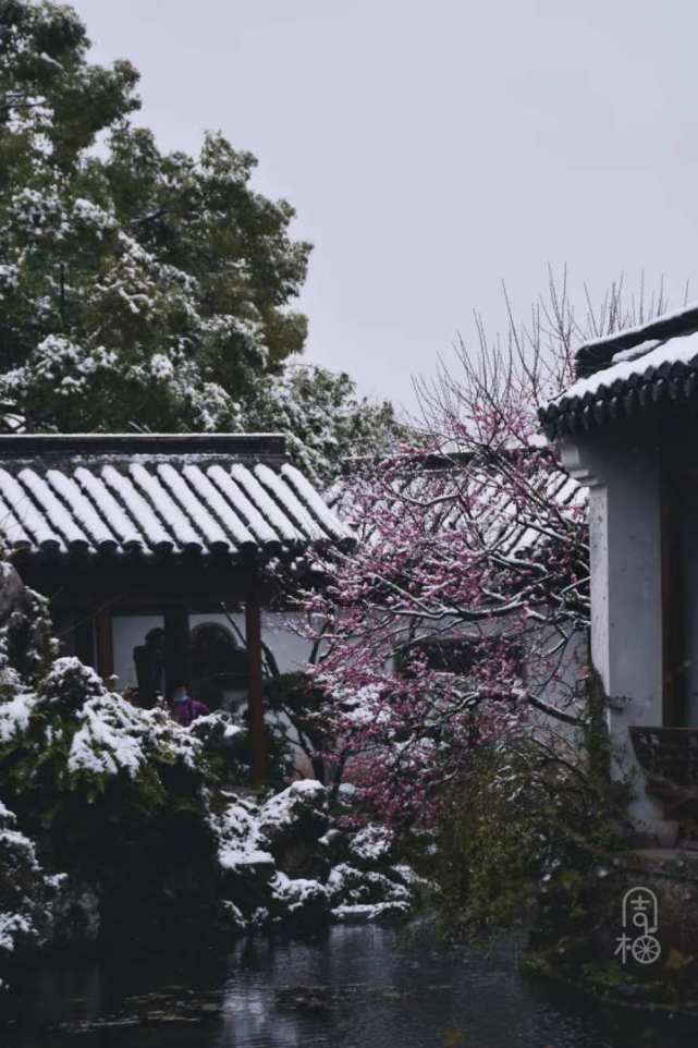 满雪复活!杭州这场雪,全送给了梅花_腾讯新闻