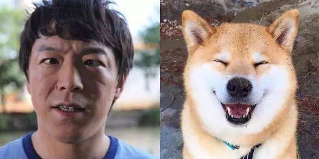 张翰柴犬图片