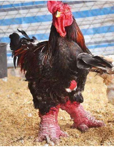 越南这种鸡腿粗堪比成人手腕大小一只可达万元人民币