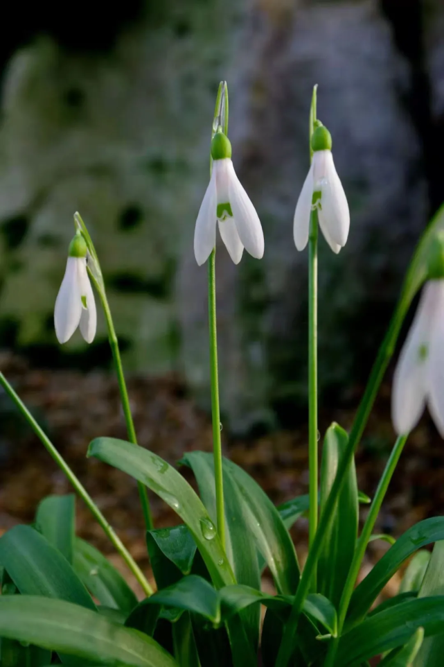 00033|雪滴花|冰雪|小雪钟|铃兰