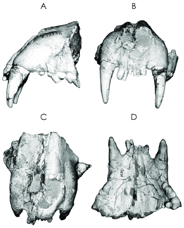 虎年的虎:我从哪里来,要到哪里去?