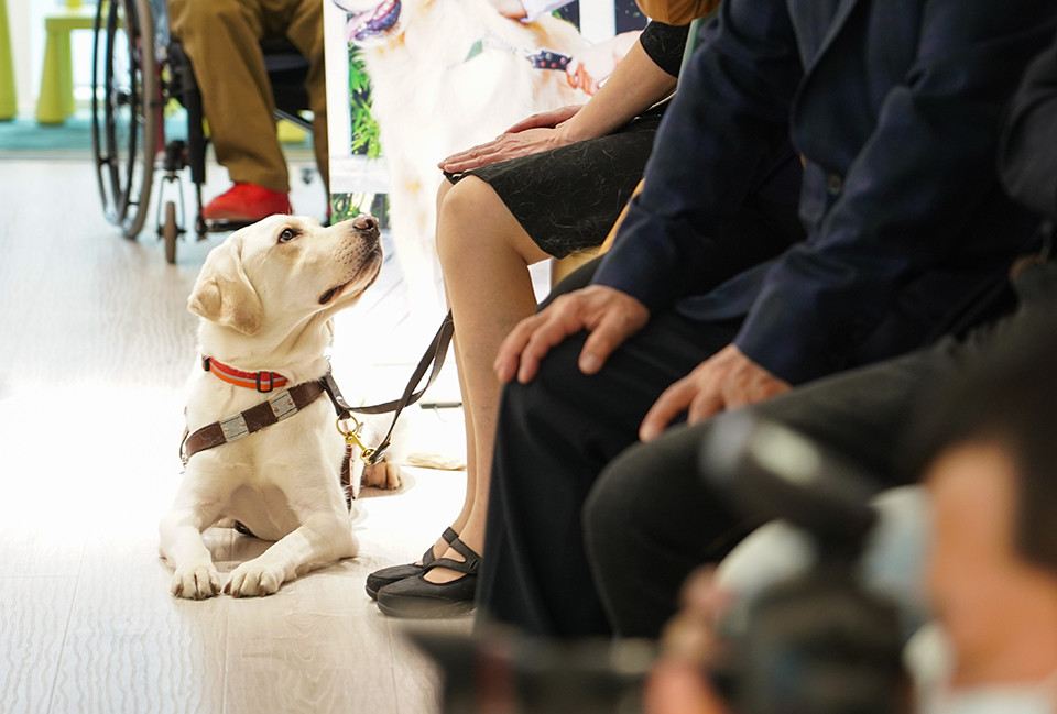 how long do guide dogs work for