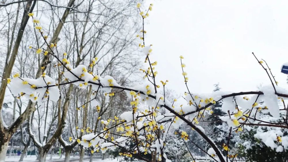 瑞雪紛飛 洞山公園臘梅雪中盛放_騰訊新聞