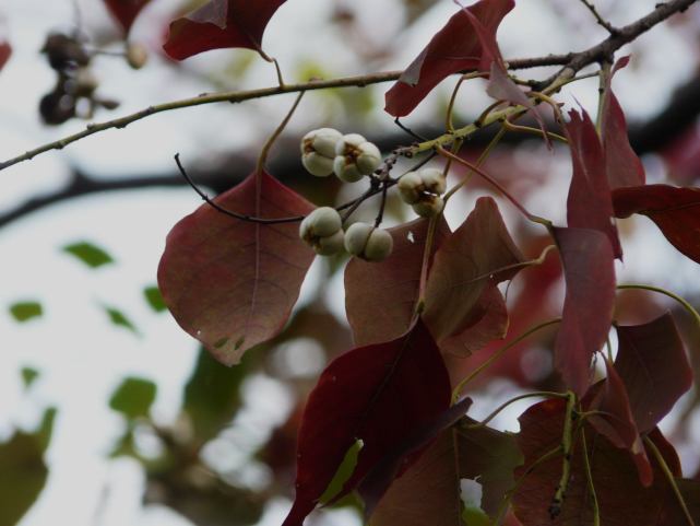 路边常见到的乌桕树,看着不起眼,用途却有好多,原来