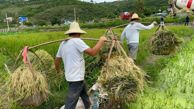 云南乡下看收成稻谷自己吃莲藕卖市场百年石榴有啥不同
