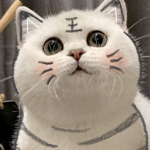 奶凶猫咪头像|我超凶哒,嗷呜_腾讯新闻