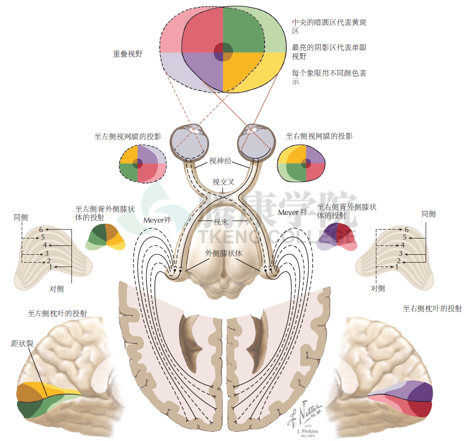 神經解剖學視覺傳導通路視網膜膝狀體距狀溝通路2