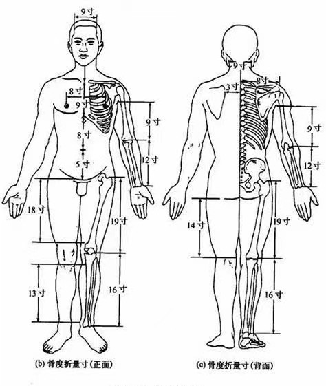 (圖片來源於網絡)第三:指寸定位法指寸定位法又稱同身寸法,是根據本人