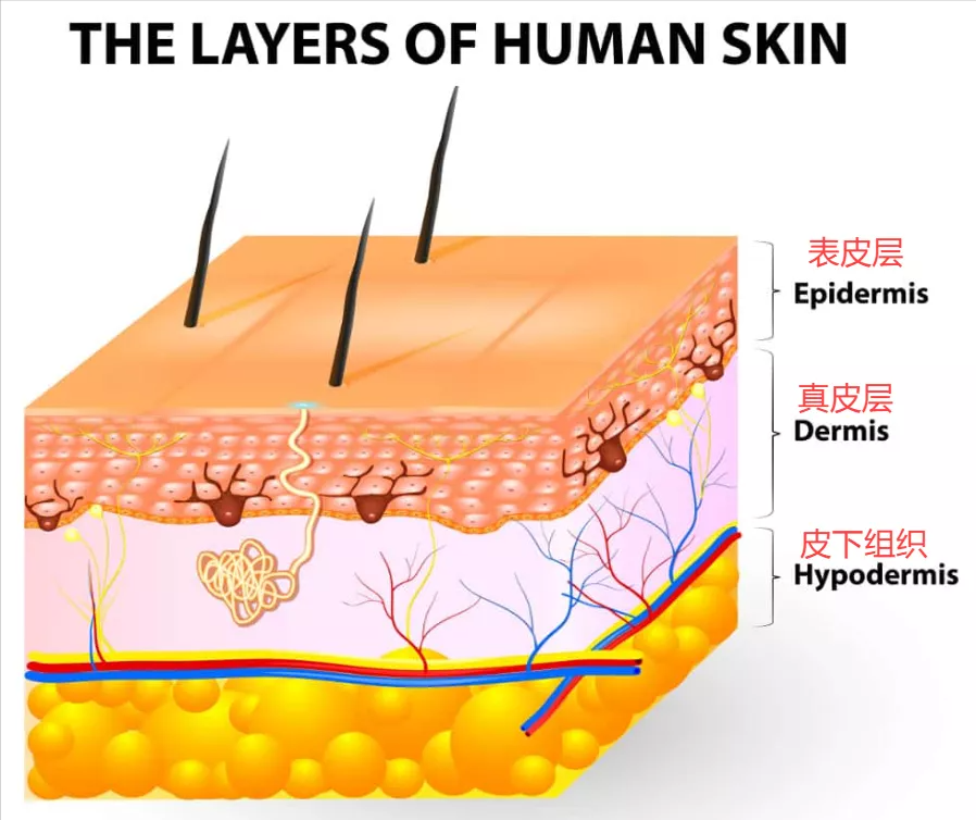 真皮層(dermis)是位於表皮與皮下組織之間的一層皮膚,由膠原蛋白,彈性