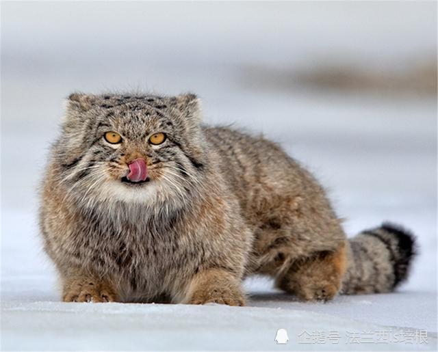 世界上跑得最慢的猫科动物是谁它长着一张扁扁脸脸上写满了不高兴