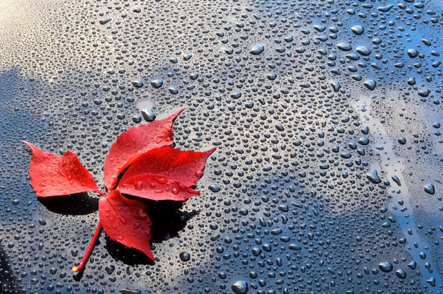 心理测试:你觉得哪一片落叶最有秋天的感觉?