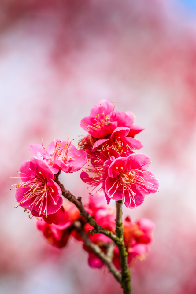 壁纸|梅花绽放迎新春