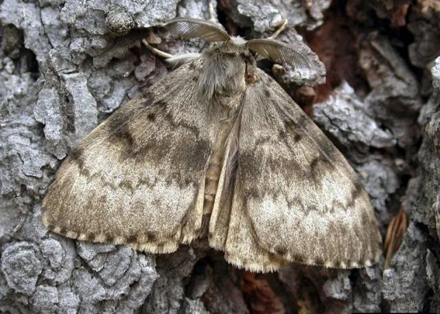 2022年"亚洲舞毒蛾"风险期延长,各国入境检查政策相应调整