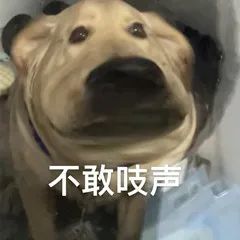 可愛動物沙雕表情包